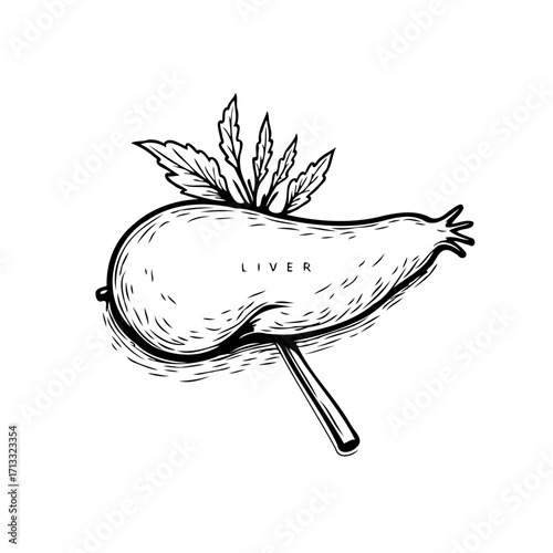 Whimsical anatomical sketch: the liver illustrated with botanical elements and graphic shading
