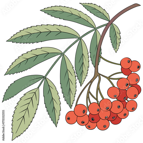 Rowan Berry Branch with Green Leaves Isolated rowan berries