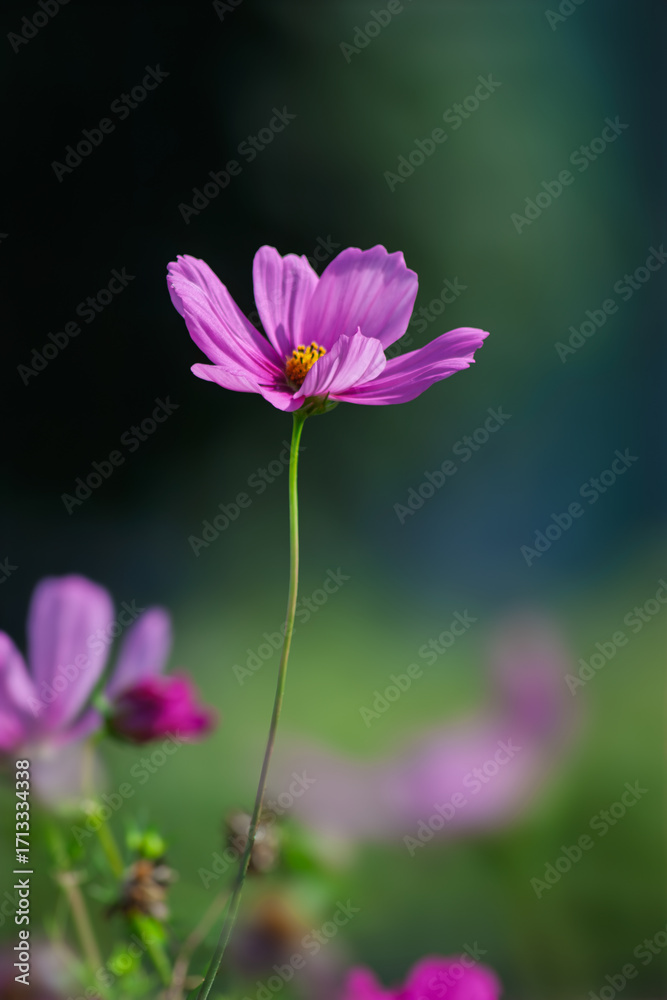 Fototapeta premium pink cosmos flower