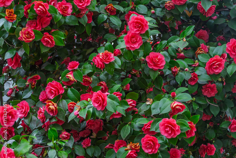 Fototapeta premium red roses in garden