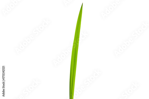 Single green grass blade isolated on transparent cutout background, cut out, png