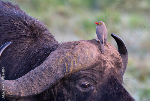 Red-billed Oxpecker (Buphagus erythrorynchus) perched on Buffalo head, Nakuru National Park, Kenya