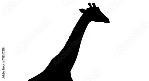 Elegant Silhouette of a Giraffe A Majestic African Animal