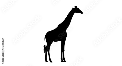 Elegant black silhouette of a majestic giraffe, standing tall against a pristine white background. This graphic captures the iconic African animal's distinctive profile
