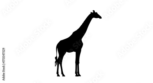 Silhouette of a giraffe with long neck and legs, isolated against a white background, representing African wildlife