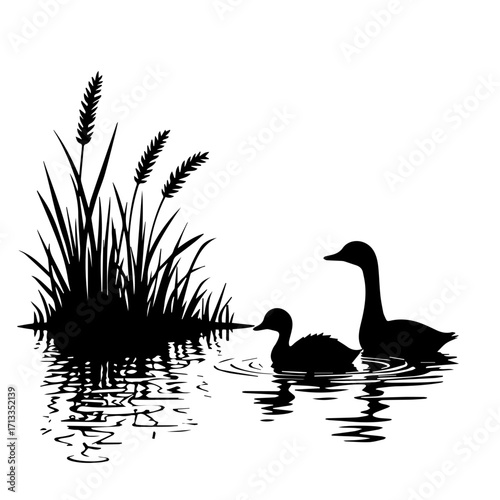 duck and duckling, bird, duck, goose, animal, nature, isolated, white, vector, illustration, silhouette, wildlife, swan, geese, water, wild, beak, animals, black, mallard, feather, cartoon, waterfowl,