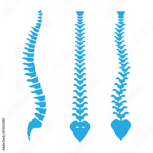 Spine Alignment Types