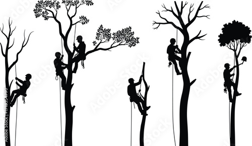 Arborists climbing trees, pruning branches, using safety gear, professional tree care workers silhouetted in action, forest maintenance and arboriculture tools