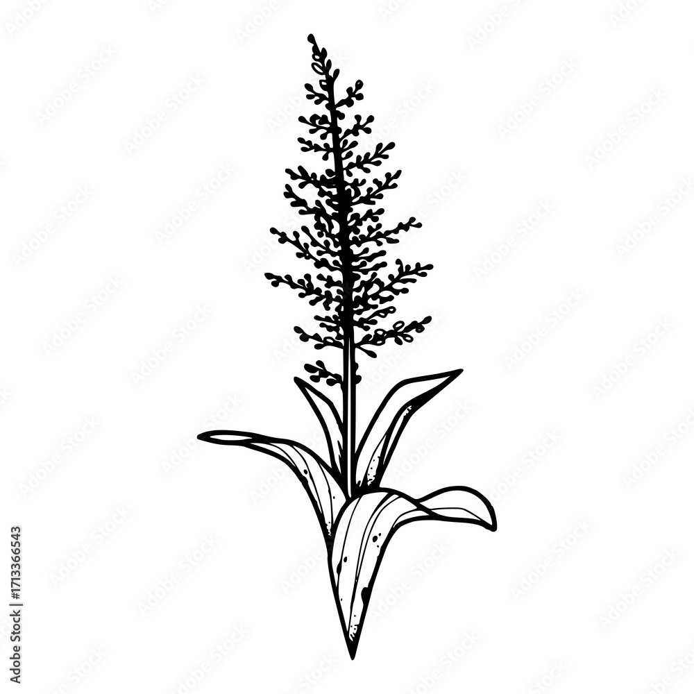 Fototapeta premium delicate botanical vector design