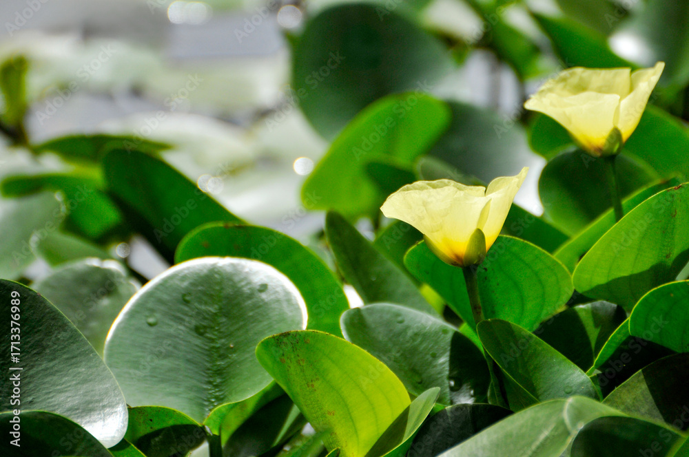 Obraz premium blossoming lotus flowers