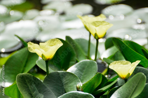 blossoming lotus flowers