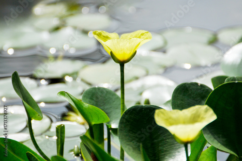 blossoming lotus flowers