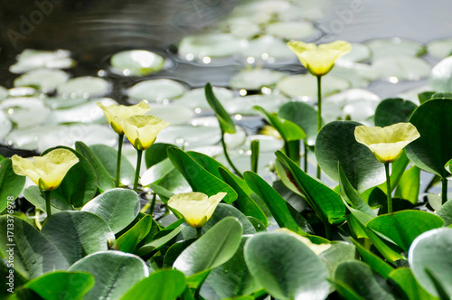 blossoming lotus flowers