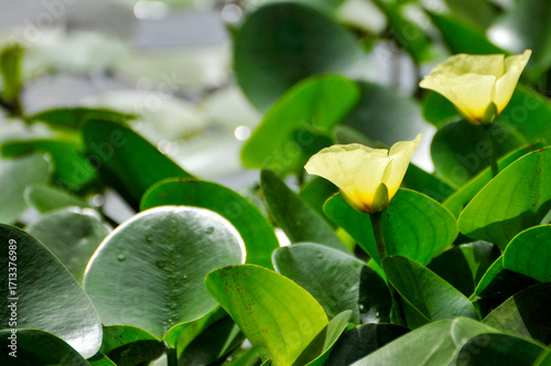 blossoming lotus flowers