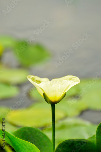 blossoming lotus flowers