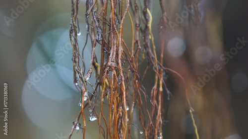 Raindrops on Twisted Roots of a Tree in a Lush Forest Setting
