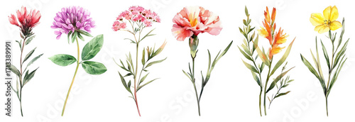PNG Colorful watercolor wildflower illustrations, element set on transparent background