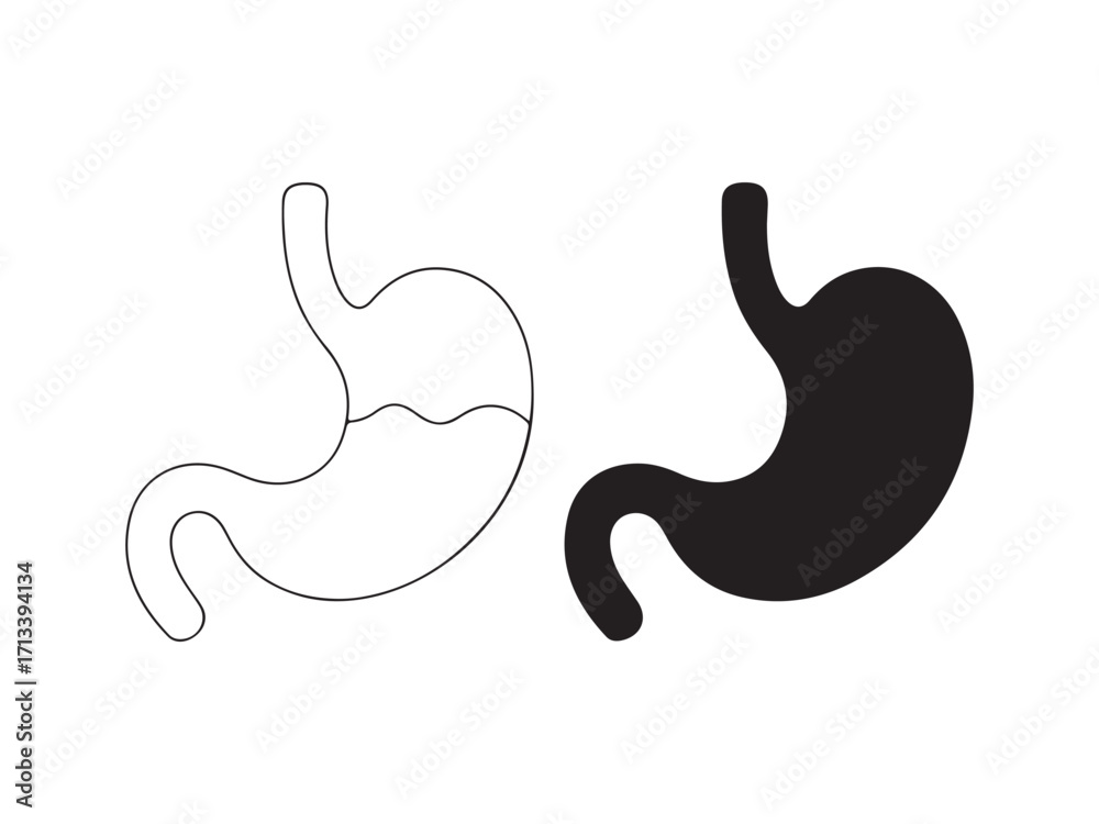 Fototapeta premium Human Stomach Anatomy Vector Illustration