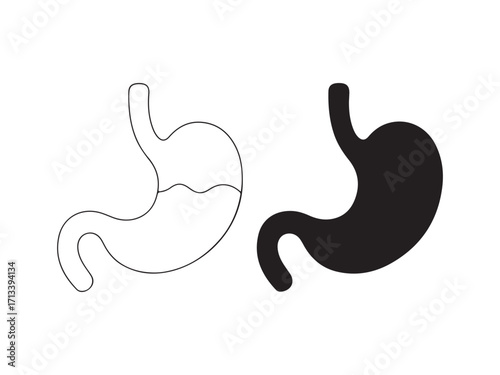 Human Stomach Anatomy Vector Illustration