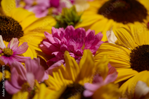 Sunflower, dahlias and cosmos floral background

