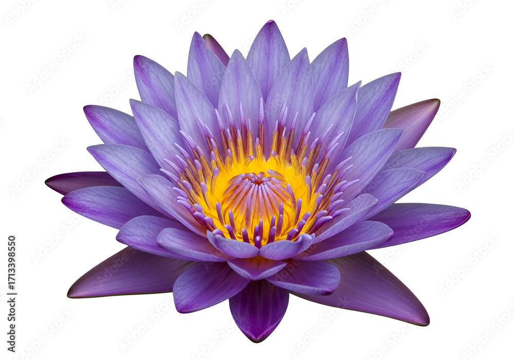 Obraz premium A vibrant, purple lotus flower, exquisitely detailed, blossoms against a stark black backdrop, showcasing its delicate petals and a radiant yellow center.