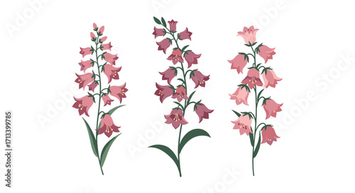 A delicate illustration of three tall flowering plants with bell shaped blossoms.