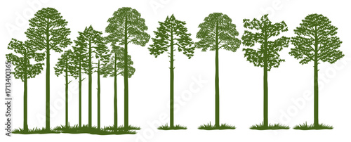 Vector illustration of loblolly pine trees with detailed foliage and upright trunks. Perfect for nature design, forest landscape, graphic decoration, logo, icon, or educational illustration about tree
