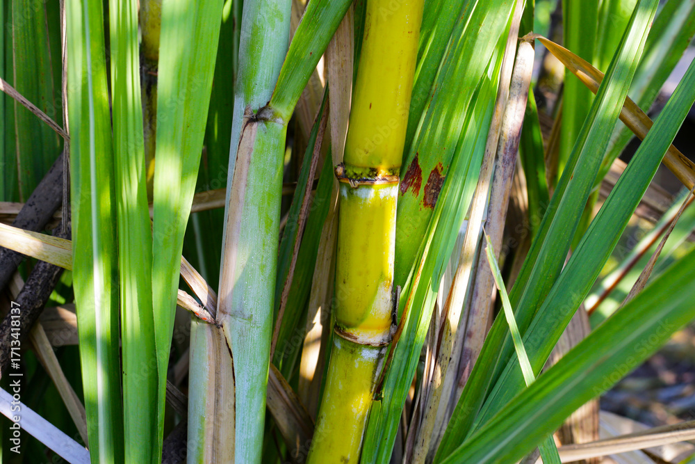 Fototapeta premium Sugar cane plants, sugar cane field