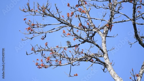 A Indochinese Roller or Indian Roller sat still on the red flower branch, at Kaeng Krachan National Park Thailand