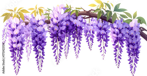 Purple wisteria flowers in a cascade of beauty. Tranquil purple wisteria flowers in full bloom. Lush wisteria cascading with delicate blooms. Elegant hanging wisteria creating a dreamy effect