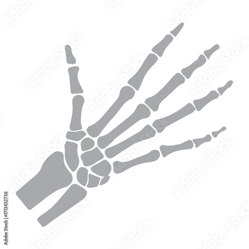 Human Hand Skeleton