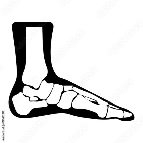 Foot Anatomy Illustration