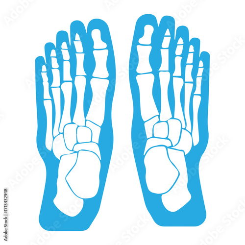 Foot Anatomy