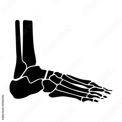 Human Foot Anatomy