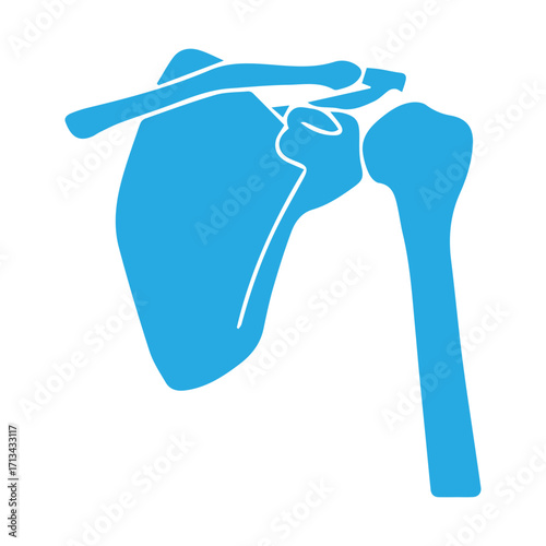 Shoulder Anatomy