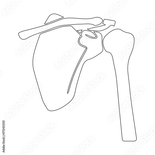 Fotografie Shoulder Anatomy Outline