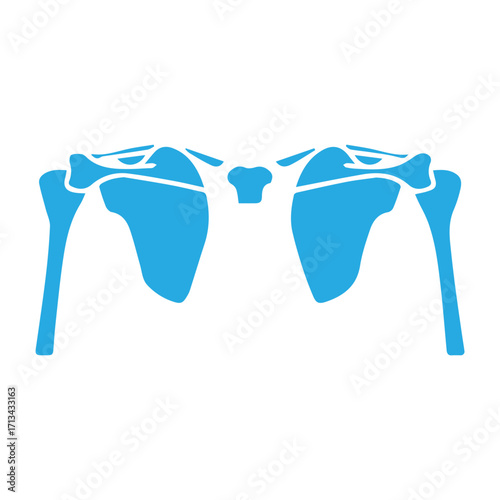 Shoulder Girdle Anatomy