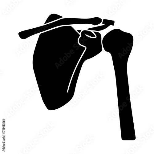 Shoulder Joint Anatomy