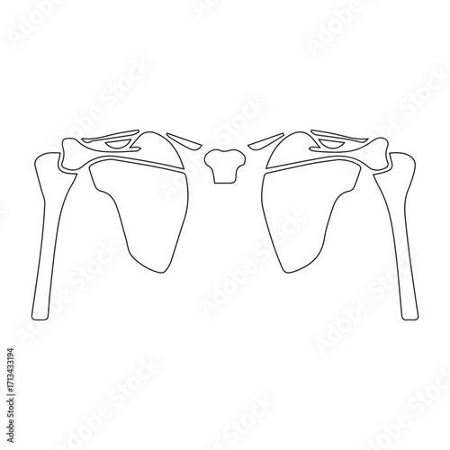 Shoulder Anatomy Illustration