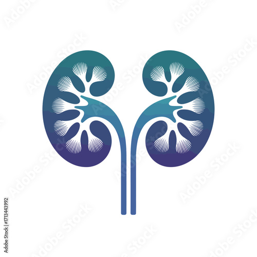 Stylized illustration of human kidneys with gradient colors