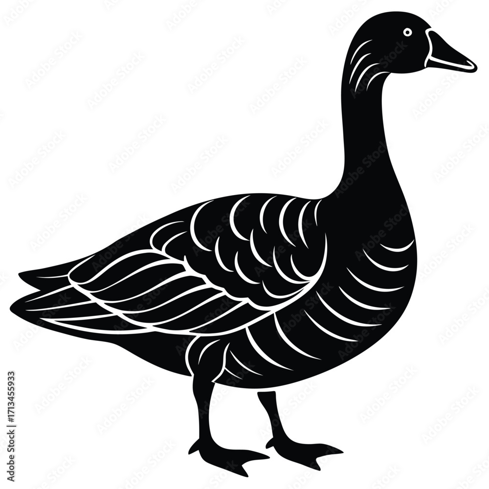 Fototapeta premium duck isolated on white background