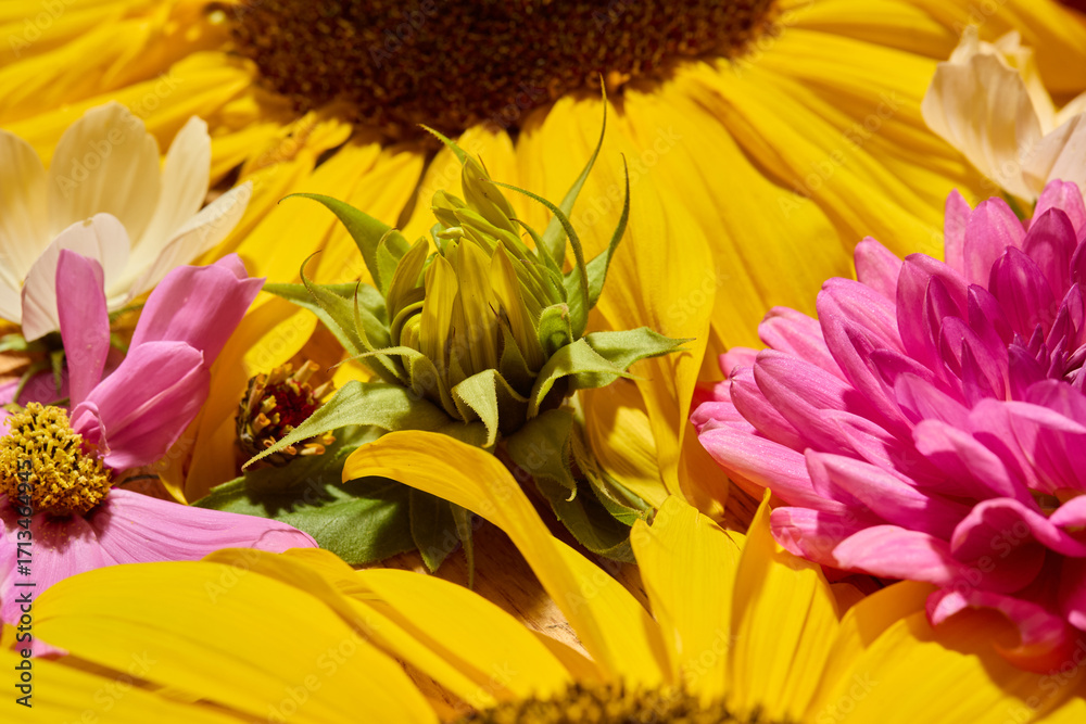 Fototapeta premium Close up of dahlias, sunflower and cosmos floral composition