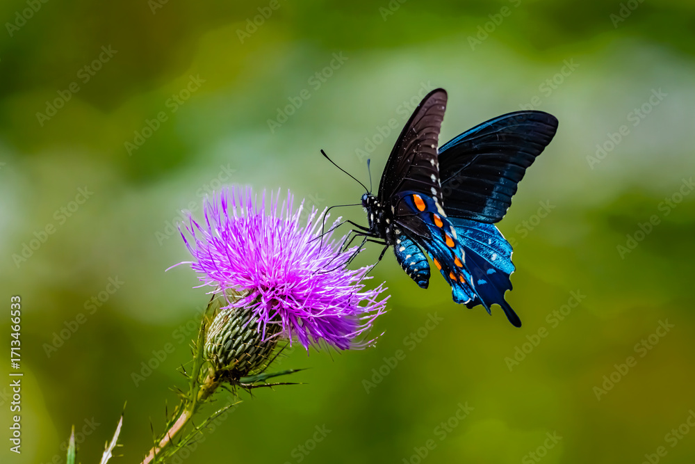Fototapeta premium Swallowtail on thistle
