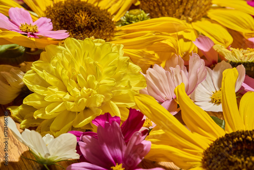 Sunflower, Dahlia and cosmos floral background
