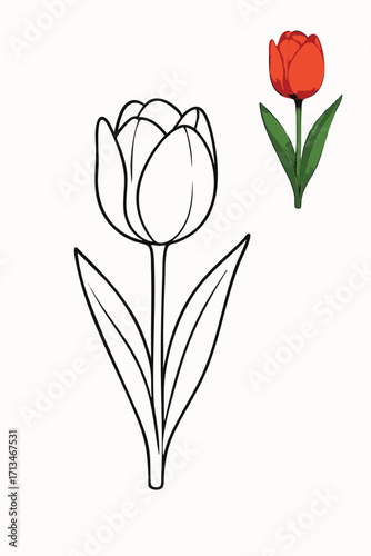 Tulip Coloring Page Outline and Colored Example.