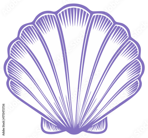 Vector illustration of a seashell with a detailed, line art design.
