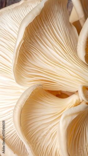 Close-up of pale mushrooms