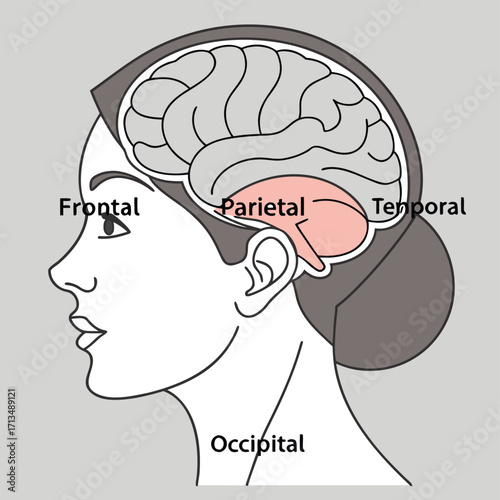 Brain Anatomy in Profile: An educational illustration presents a cross-sectional view, delineating the crucial regions of the brain within a human head, useful for medical and scientific studies.