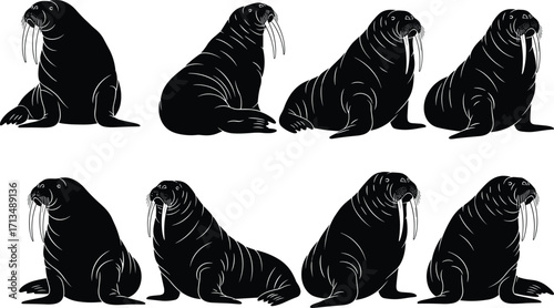 Silhouette vector illustration of walrus animals with large tusks, sitting and resting poses, marine wildlife icons for graphic design and creative projects