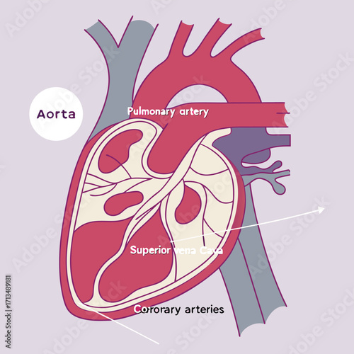 Anatomical Heart Diagram: A detailed illustration of a human heart with labeled anatomical structures. 